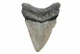 Fossil Megalodon Tooth - North Carolina #208034-1